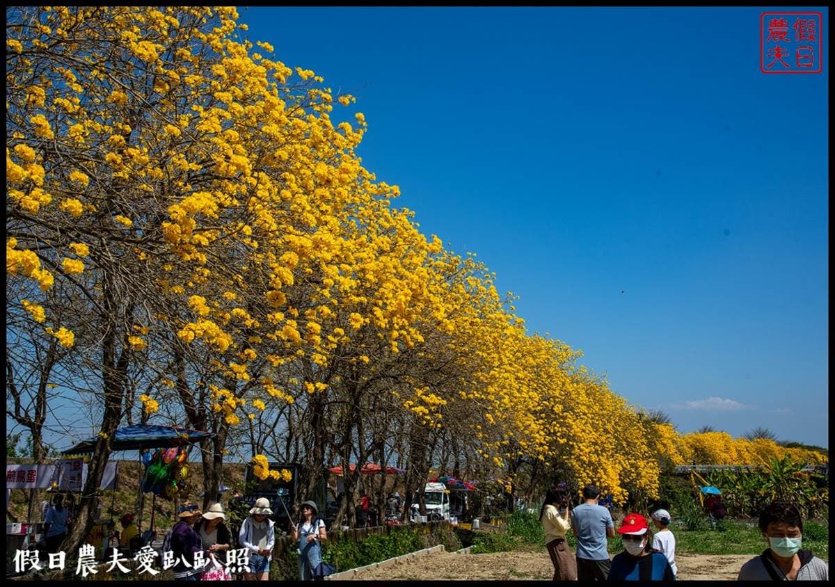 金黃色旋風洗版IG！春季限定「黃花風鈴木隧道」浪漫炸開，延綿１公里美到翻