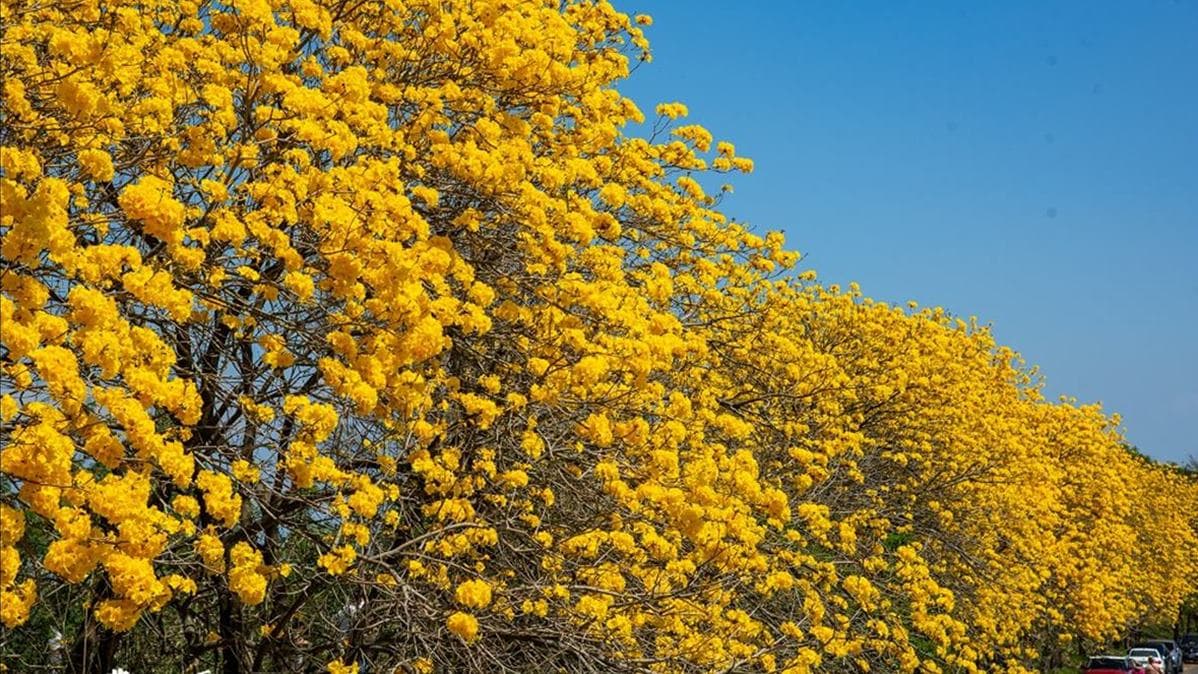 金黃色旋風洗版IG！春季限定「黃花風鈴木隧道」浪漫炸開，延綿１公里美到翻