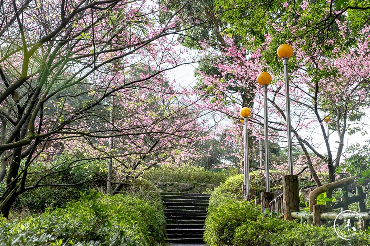 搶拍絕美古寺粉櫻！淡水天元宮「吉野櫻爆發」，最佳觀賞日期在這時