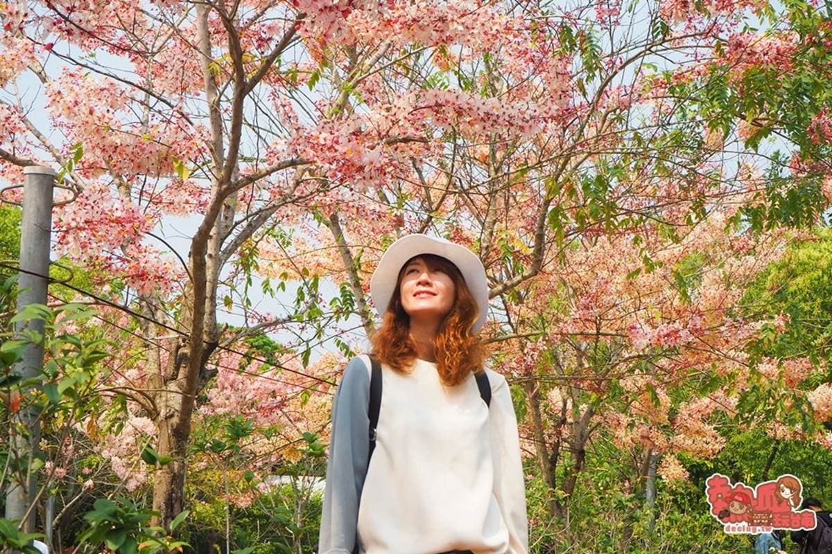 免門票拍到飽！夢幻「桃紅色花旗木」現正綻放中，粉嫩不輸日本櫻花海