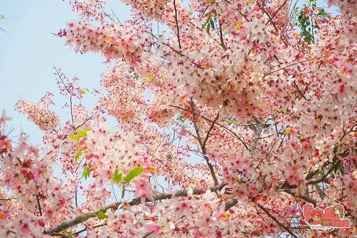 免門票拍到飽！夢幻「桃紅色花旗木」現正綻放中，粉嫩不輸日本櫻花海