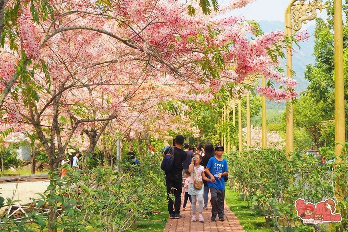 免門票拍到飽！夢幻「桃紅色花旗木」現正綻放中，粉嫩不輸日本櫻花海
