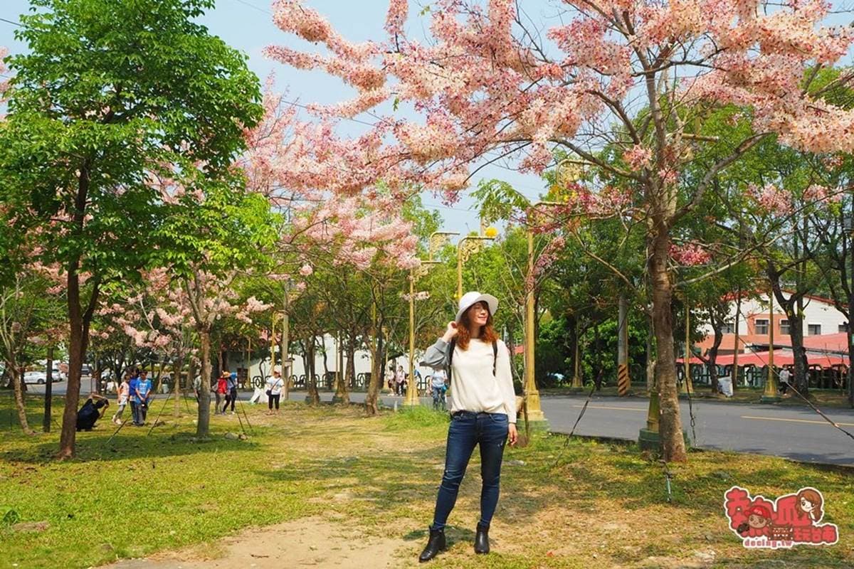 免門票拍到飽！夢幻「桃紅色花旗木」現正綻放中，粉嫩不輸日本櫻花海
