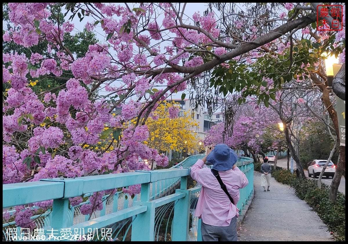 全台最美人行道在這!整條「雙色黃花風鈴木」好拍又吸睛,打卡超繽紛花海照 全台最美人行道在這!整條「雙色黃花風鈴木」好拍又吸睛,打卡超繽紛花海照