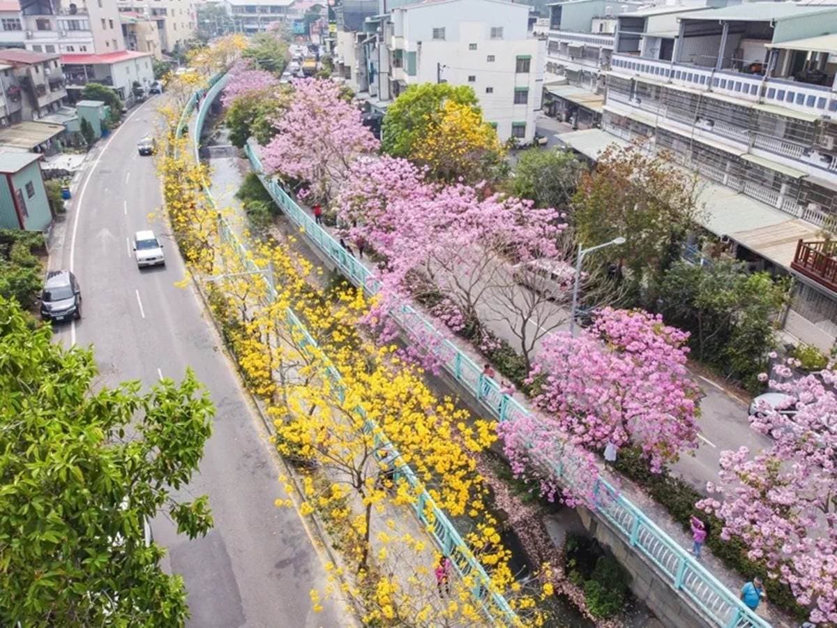 全台最美人行道在這!整條「雙色黃花風鈴木」好拍又吸睛,打卡超繽紛花海照 全台最美人行道在這!整條「雙色黃花風鈴木」好拍又吸睛,打卡超繽紛花海照