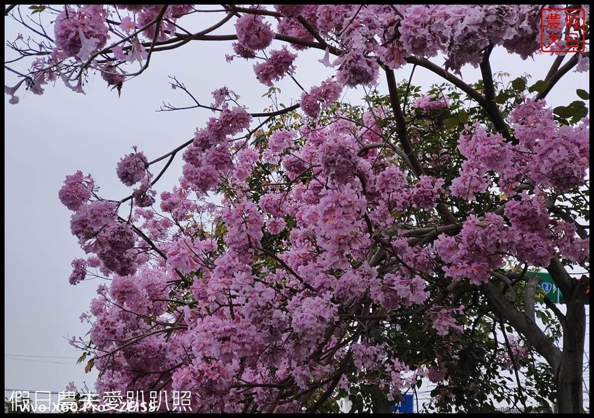 全台最美人行道在這!整條「雙色黃花風鈴木」好拍又吸睛,打卡超繽紛花海照 全台最美人行道在這!整條「雙色黃花風鈴木」好拍又吸睛,打卡超繽紛花海照