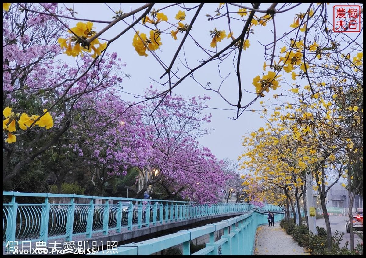全台最美人行道在這!整條「雙色黃花風鈴木」好拍又吸睛,打卡超繽紛花海照 全台最美人行道在這!整條「雙色黃花風鈴木」好拍又吸睛,打卡超繽紛花海照