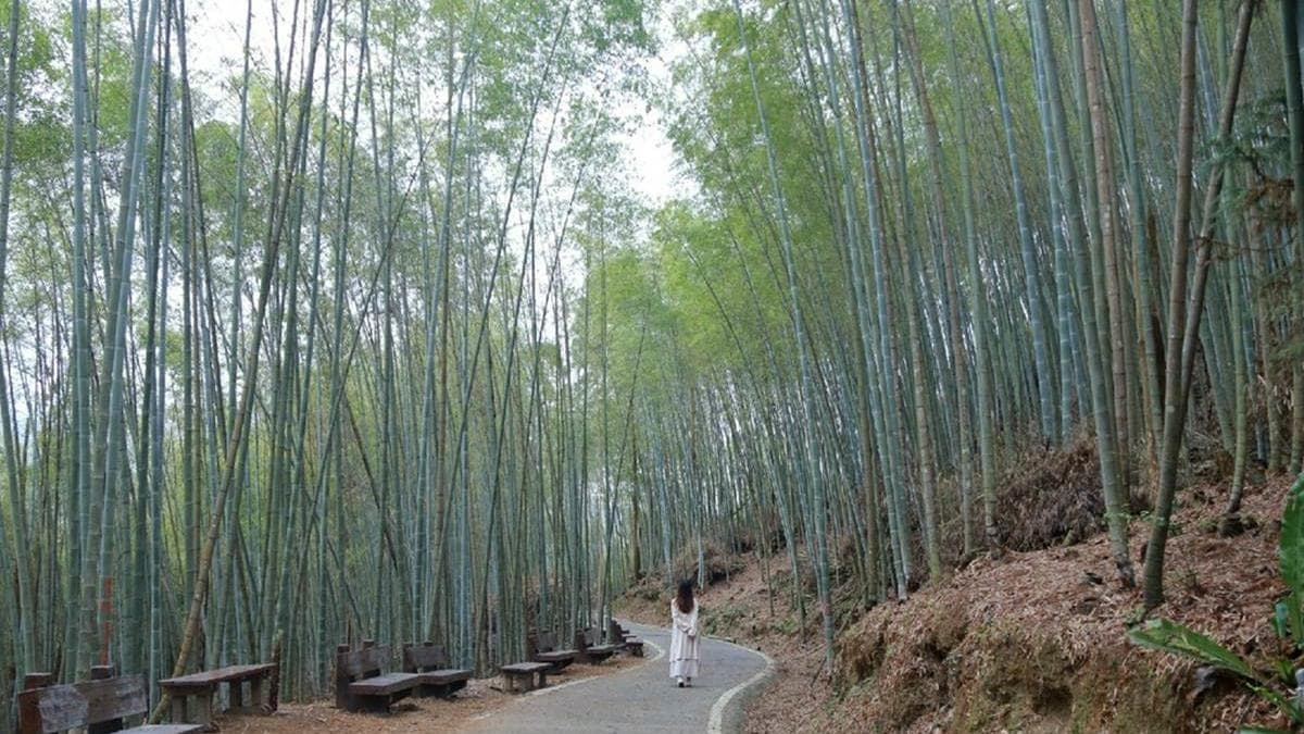 瑞里綠色隧道