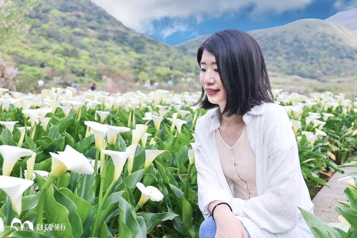 海芋開了!快衝陽明山打卡白色波浪,網美最愛花海鞦韆「這裡」拍 海芋開了!快衝陽明山打卡白色波浪,網美最愛花海鞦韆「這裡」拍