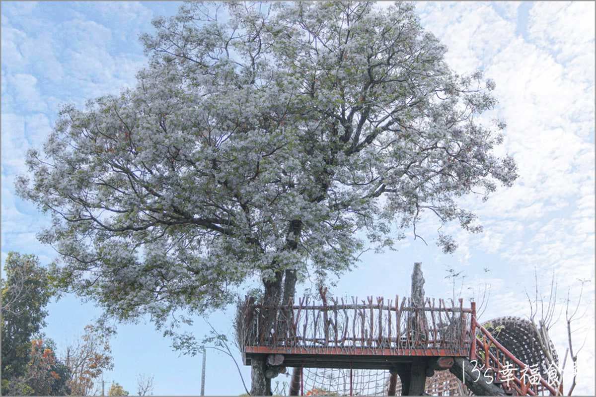 苦楝花大爆發！隱藏版「雪花鳥巢」錯過等明年，祕境樹屋最美角度曝光