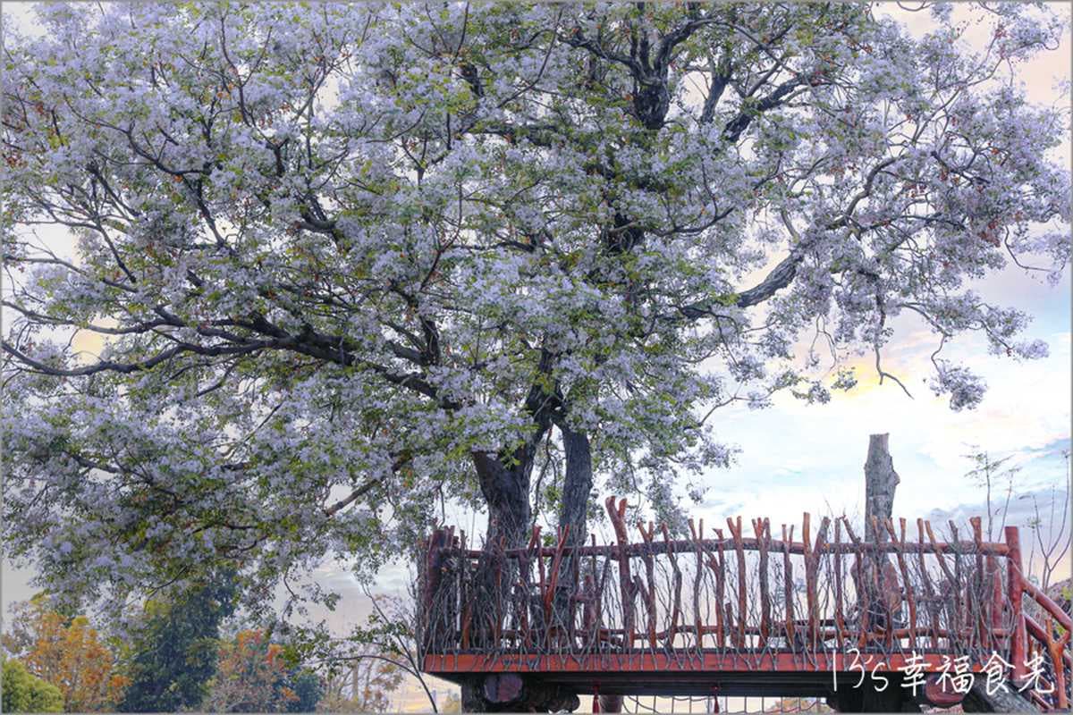 苦楝花大爆發！隱藏版「雪花鳥巢」錯過等明年，祕境樹屋最美角度曝光