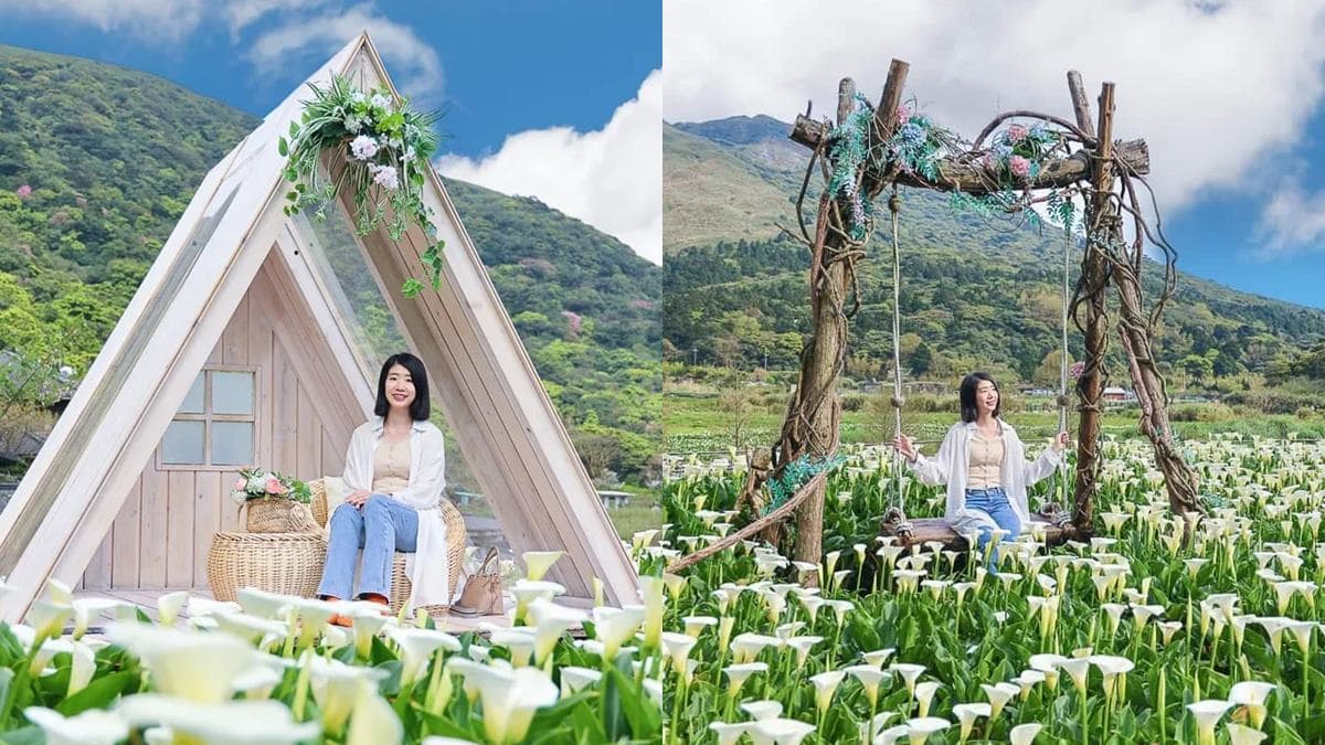 海芋開了!快衝陽明山打卡白色波浪,網美最愛花海鞦韆「這裡」拍