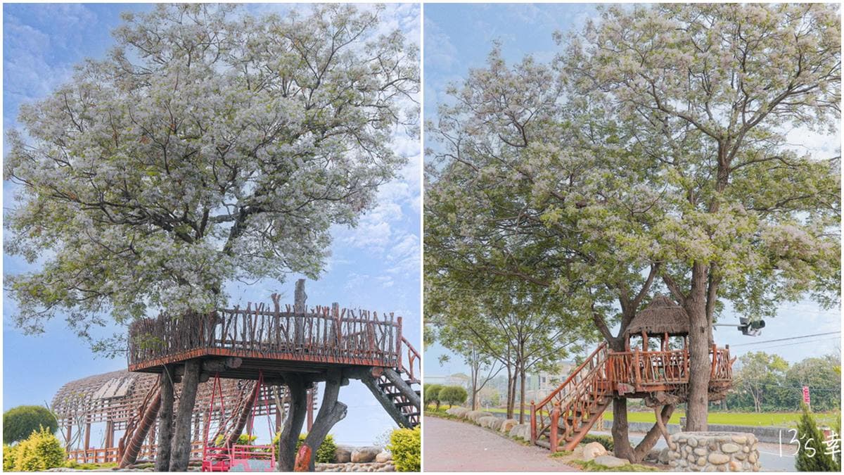 苦楝花大爆發！隱藏版「雪花鳥巢」錯過等明年，祕境樹屋最美角度曝光