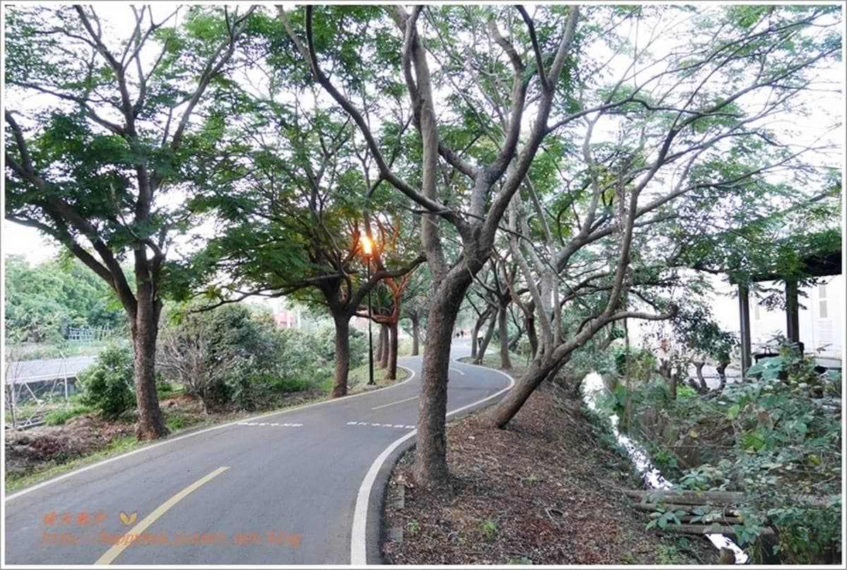 週末放風去！北中南７條自行車道：粉嫩花旗木美翻、CNN世界十大最美車道