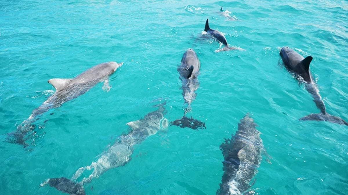 超值海島２玩法！蘭嶼抓飛魚＋綠島浮潛，還有賞鯨、牛奶湖、住萬元海景房