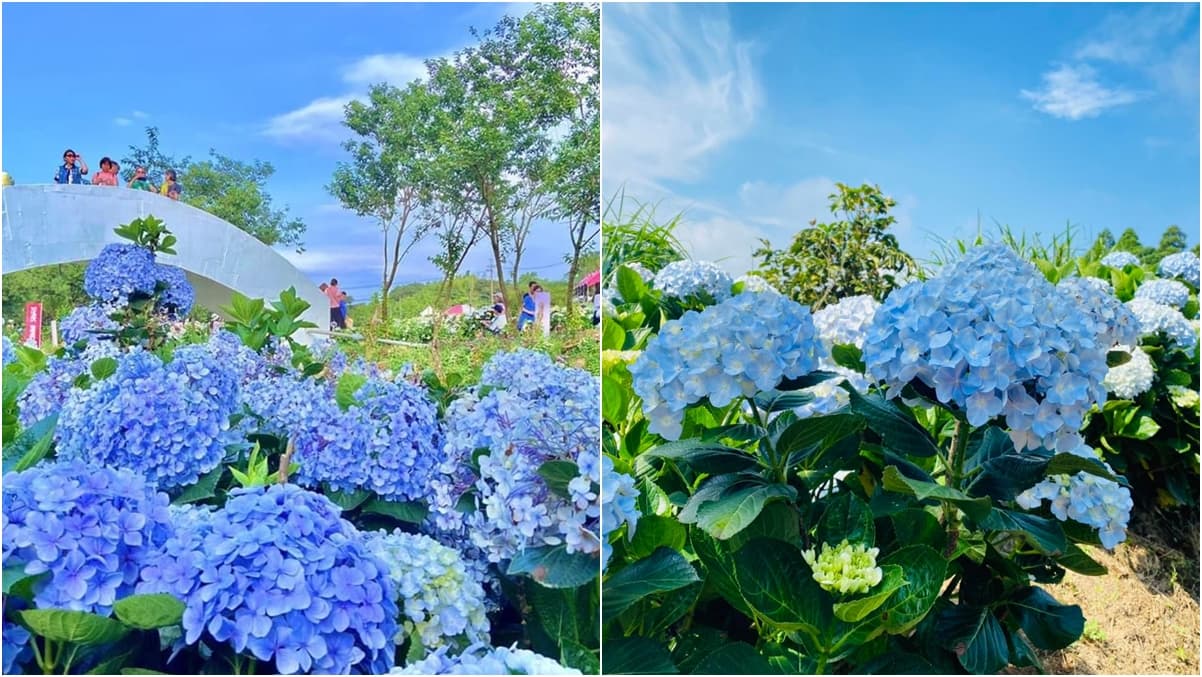 「8000坪繡球花田」開放日期曝!「1類人」出示身分證免費拍,再衝陽明山園區