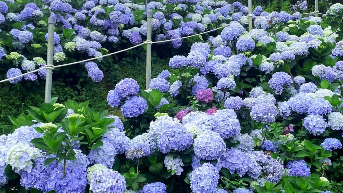 「8000坪繡球花田」開放日期曝!「1類人」出示身分證免費拍,再衝陽明山園區 「8000坪繡球花田」開放日期曝!「1類人」出示身分證免費拍,再衝陽明山園區