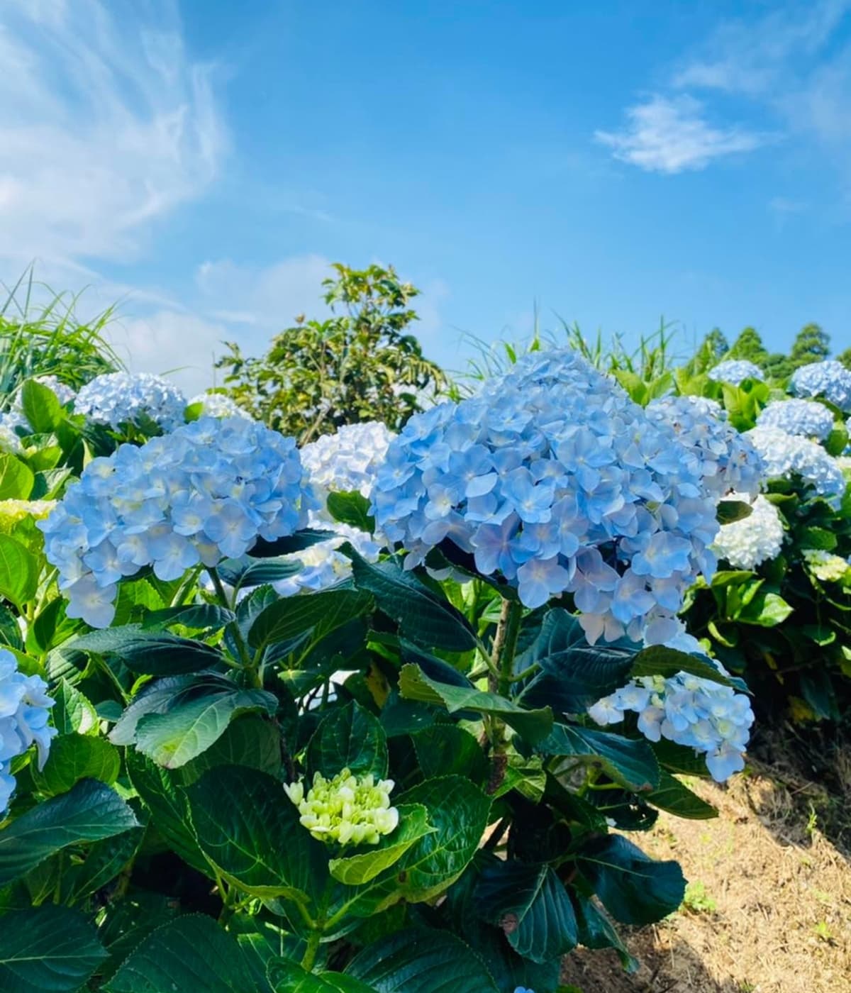 「8000坪繡球花田」開放日期曝!「1類人」出示身分證免費拍,再衝陽明山園區 「8000坪繡球花田」開放日期曝!「1類人」出示身分證免費拍,再衝陽明山園區