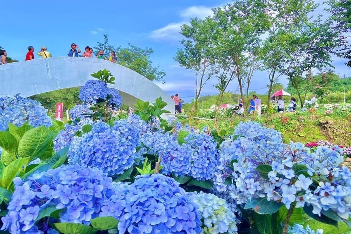 「8000坪繡球花田」開放日期曝!「1類人」出示身分證免費拍,再衝陽明山園區 「8000坪繡球花田」開放日期曝!「1類人」出示身分證免費拍,再衝陽明山園區
