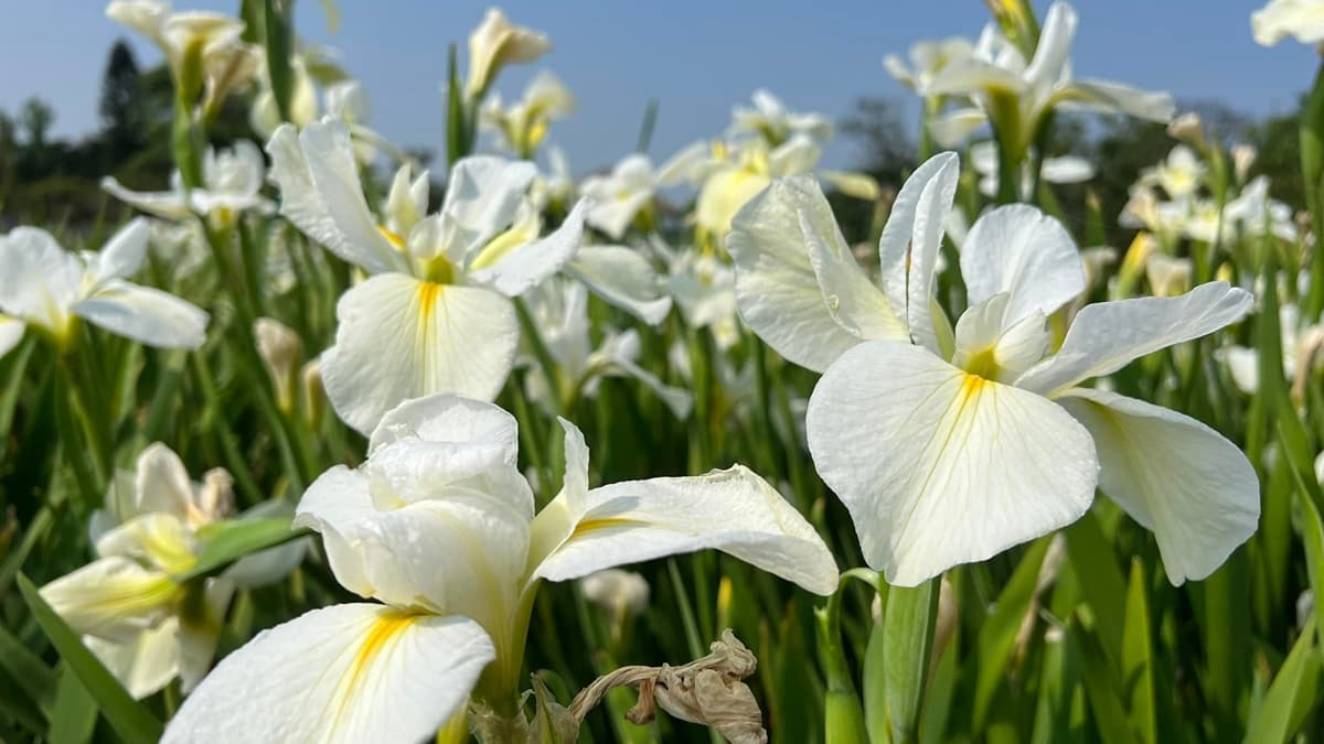 搶拍絕美「彩色魯冰花」！「中社花市」８公頃花海爆發，把握最後１週衝