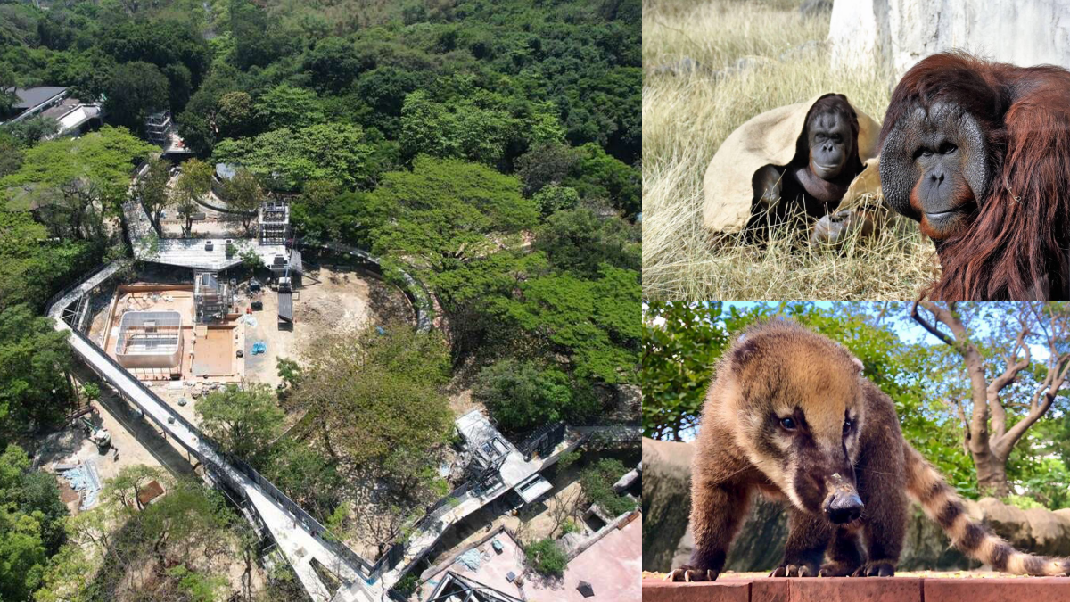 高雄人收口袋名單！「壽山動物園」打造空中長廊＋親水廣場，預計這時完工開園