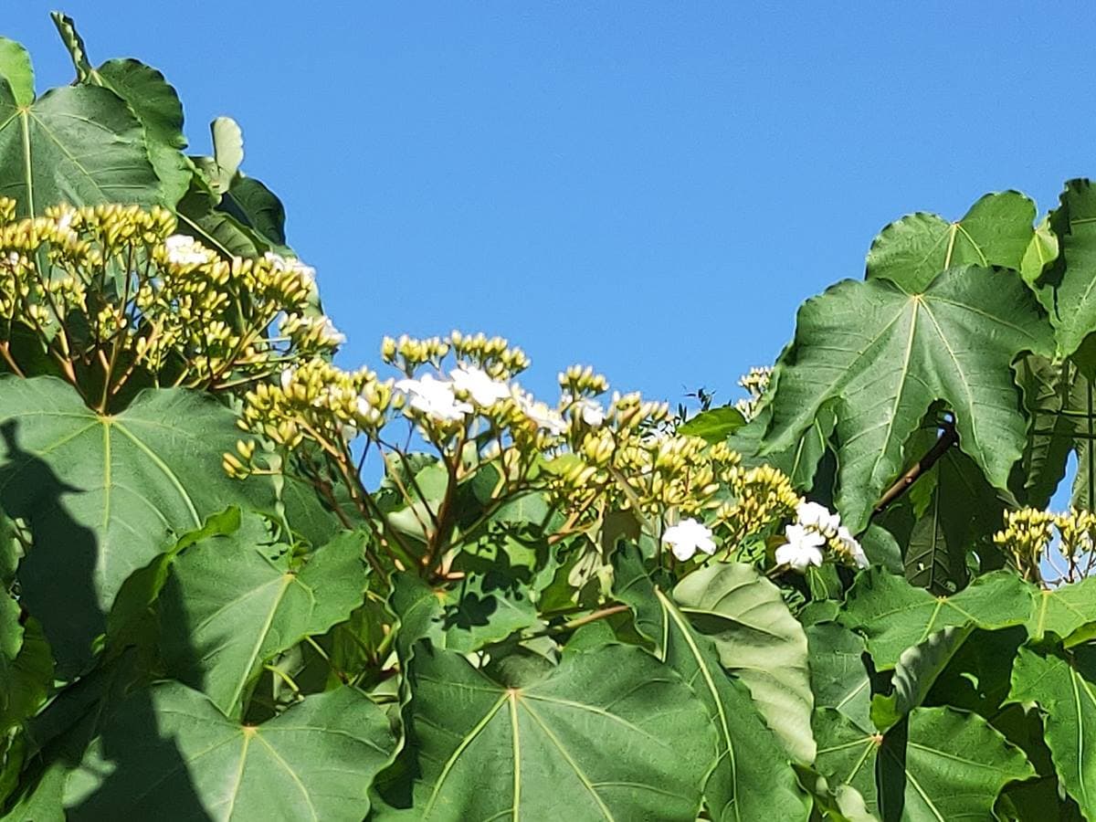 7大祕境1張圖搞定!新北最強「賞螢」攻略,還可眺望101夜景、賞油桐花 7大祕境1張圖搞定!新北最強「賞螢」攻略,還可眺望101夜景、賞油桐花