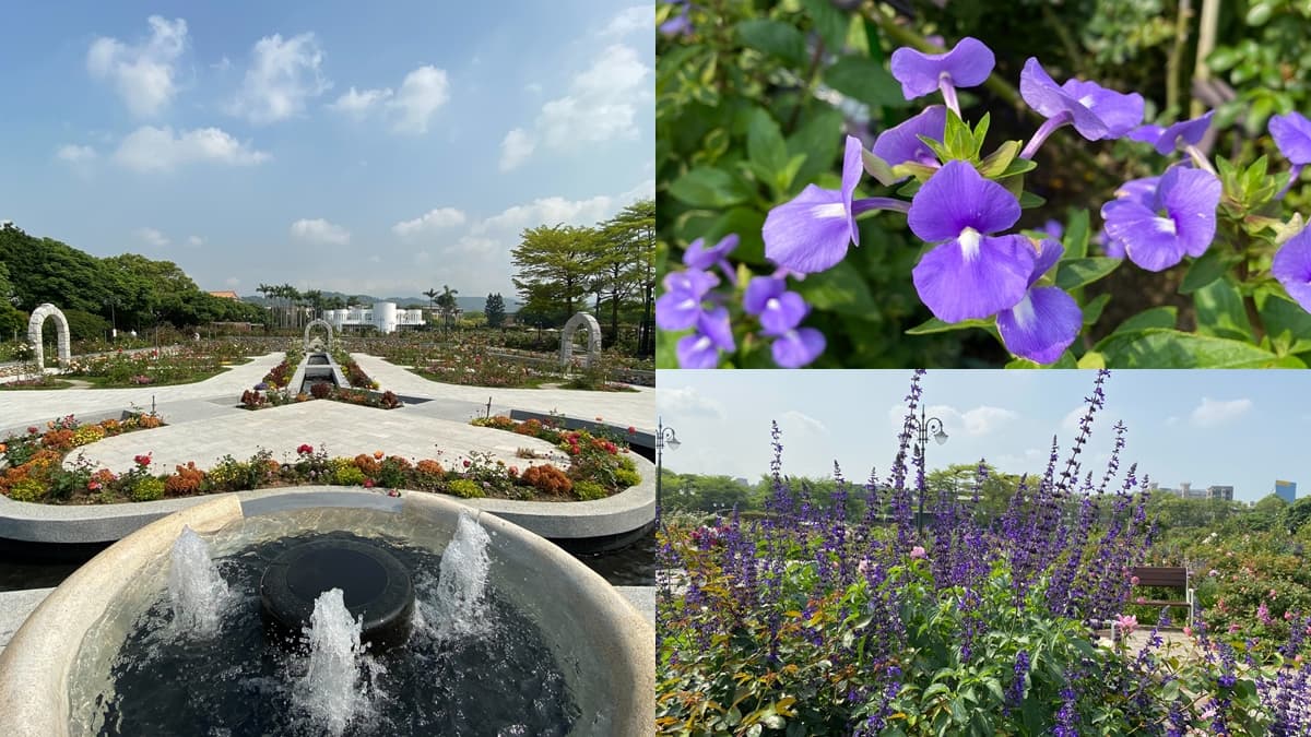 紫爆了！歐式宮廷風「紫雲鼠尾草、藍鯨花」盛放，還可拍到飛機起降