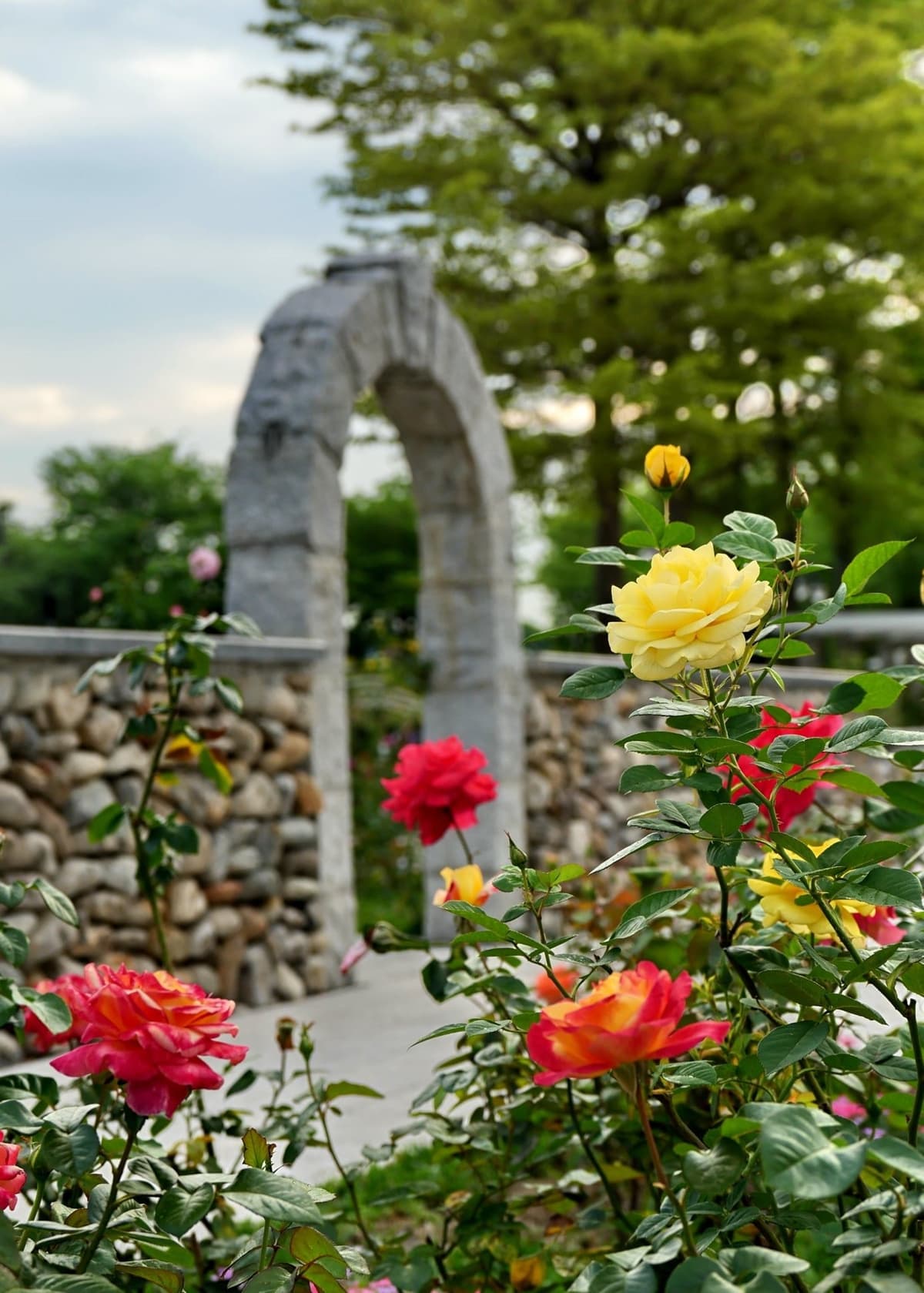 紫爆了！歐式宮廷風「紫雲鼠尾草、藍鯨花」盛放，還可拍到飛機起降
