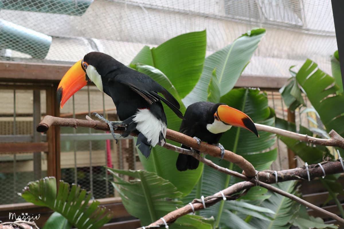 不只貓貓狗狗!北中5家超萌「動物餐廳」:罕見大嘴鳥、狐獴、草泥馬統統有 不只貓貓狗狗!北中5家超萌「動物餐廳」:罕見大嘴鳥、狐獴、草泥馬統統有