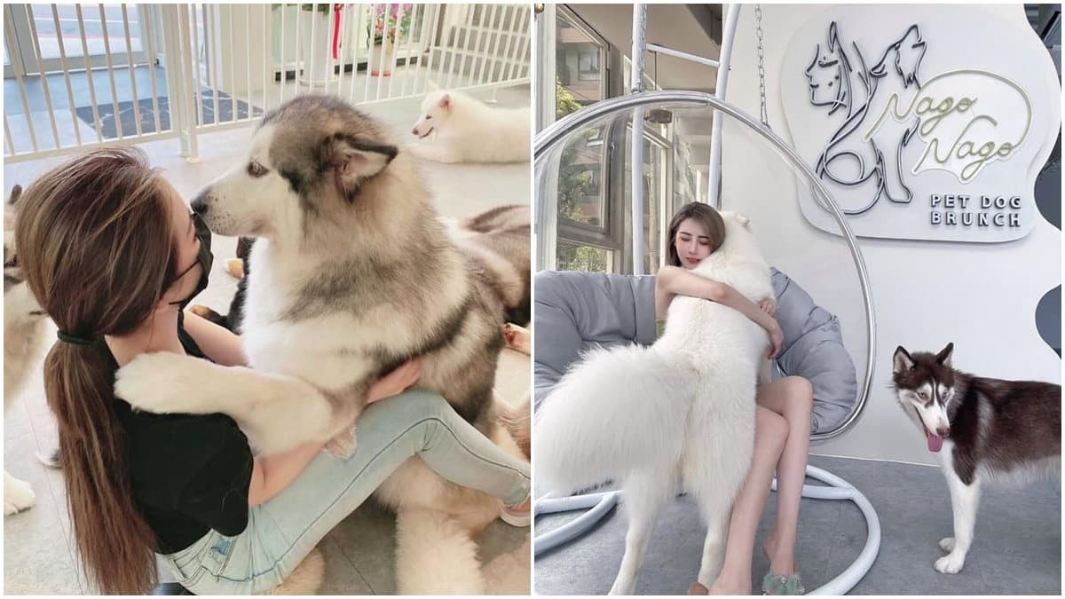 不只貓貓狗狗!北中5家超萌「動物餐廳」:罕見大嘴鳥、狐獴、草泥馬統統有 不只貓貓狗狗!北中5家超萌「動物餐廳」:罕見大嘴鳥、狐獴、草泥馬統統有
