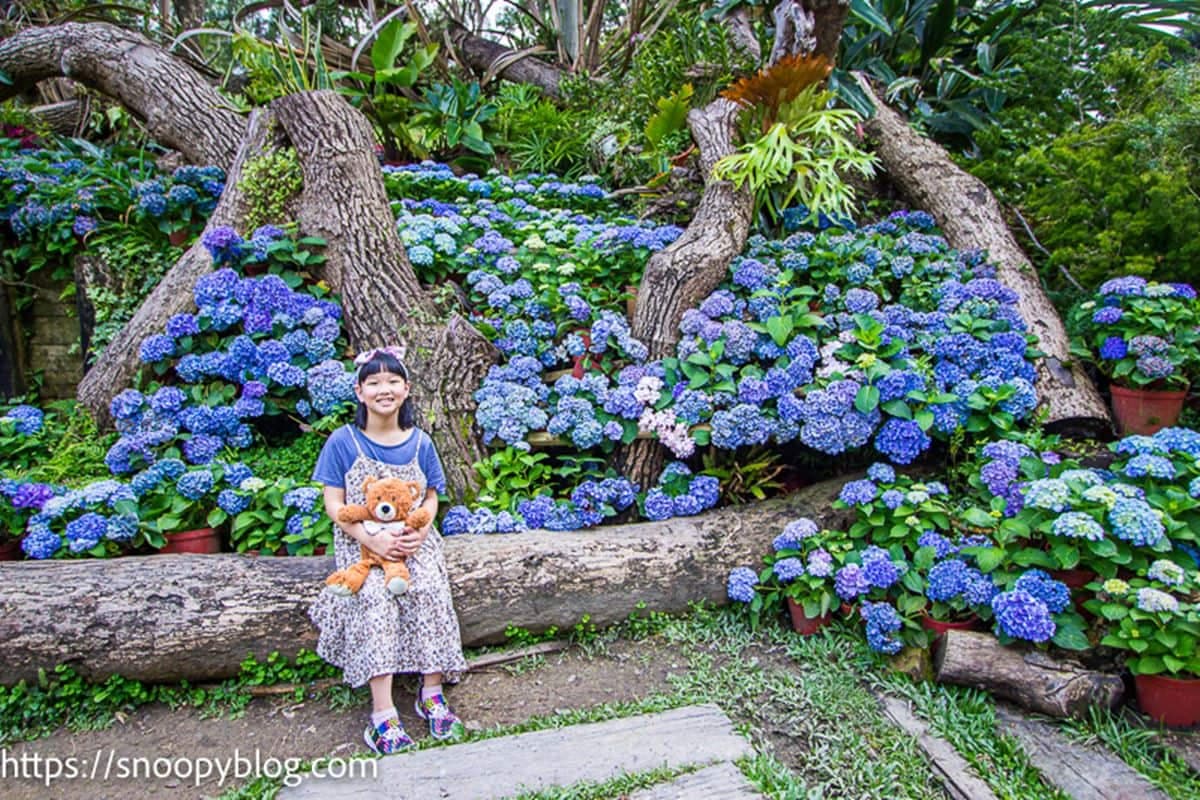 上千株繡球花海綻放中！新竹「花園祕境」好拍到手軟，打卡童話風橡果小屋