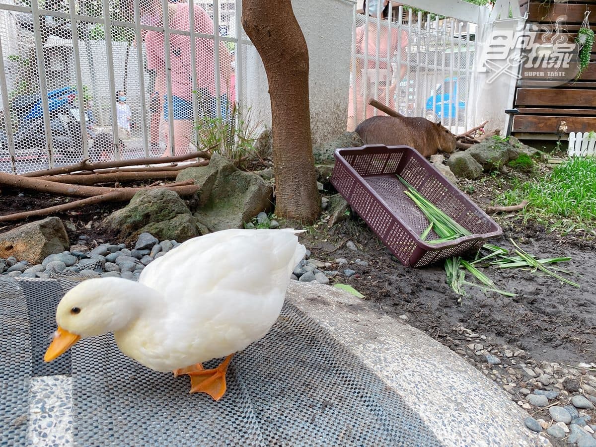 【新開店】免衝宜蘭!新北首家「水豚主題餐廳」,必拍柯爾鴨、超可愛雞蛋糕 【新開店】免衝宜蘭!新北首家「水豚主題餐廳」,必拍柯爾鴨、超可愛雞蛋糕