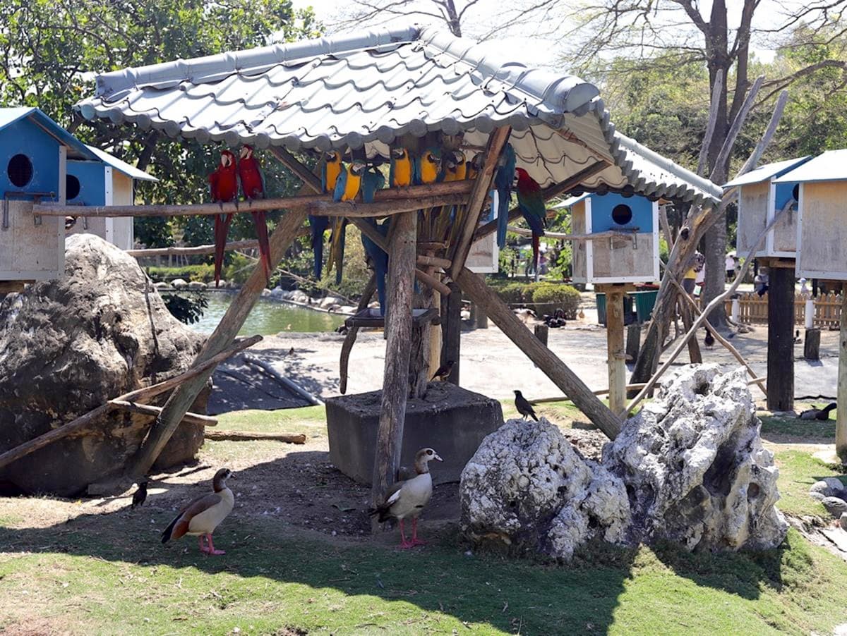 南台灣最大動物園！零距離餵水豚君、看孔雀開屏，免費樂園設施玩到不想走