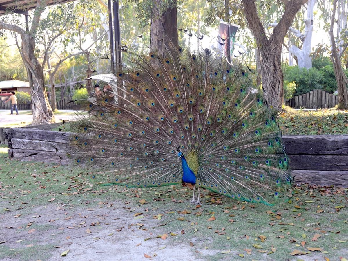 南台灣最大動物園！零距離餵水豚君、看孔雀開屏，免費樂園設施玩到不想走