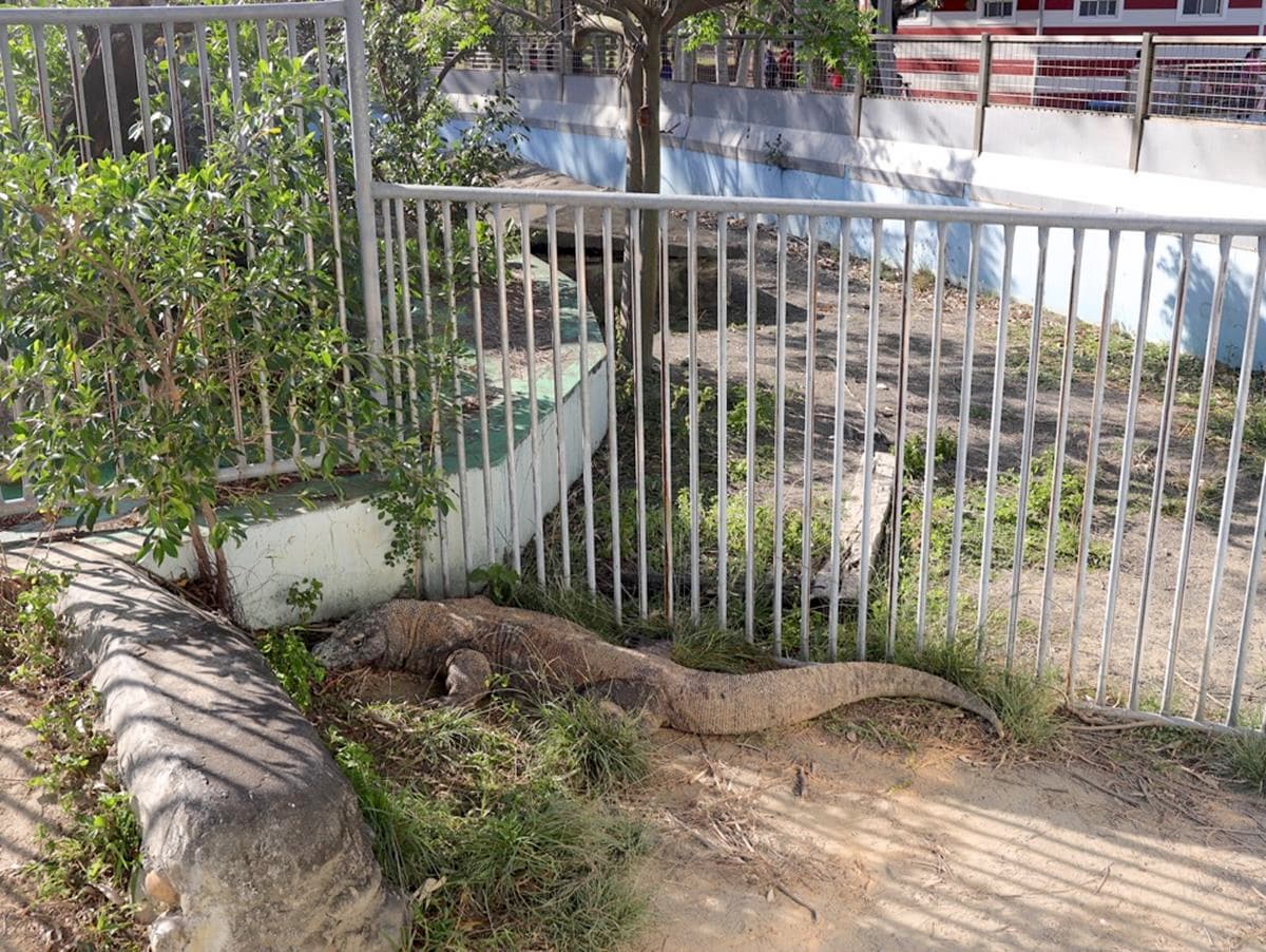 南台灣最大動物園！零距離餵水豚君、看孔雀開屏，免費樂園設施玩到不想走