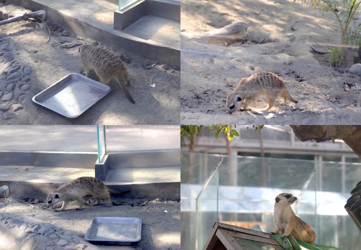 南台灣最大動物園！零距離餵水豚君、看孔雀開屏，免費樂園設施玩到不想走