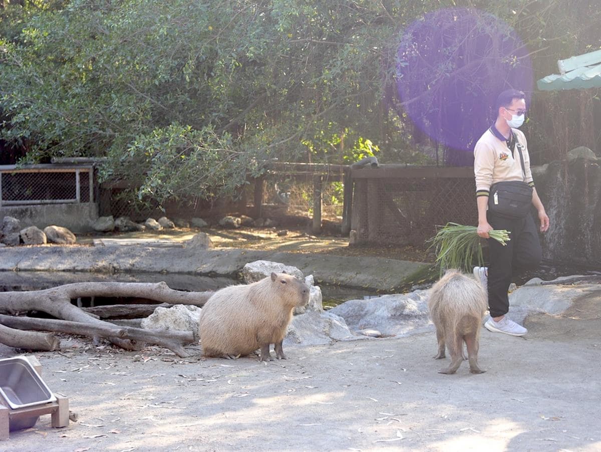 南台灣最大動物園！零距離餵水豚君、看孔雀開屏，免費樂園設施玩到不想走