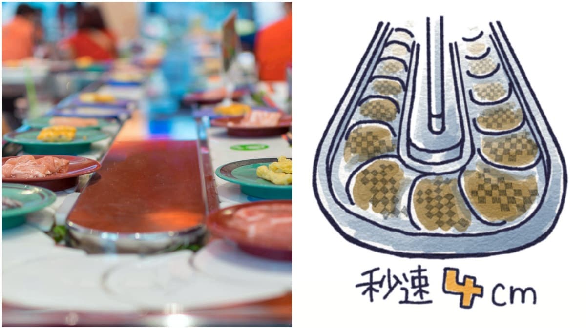 迴轉壽司為何「順時針轉」？專家揭：原因超貼心、輸送帶轉速也都算好的