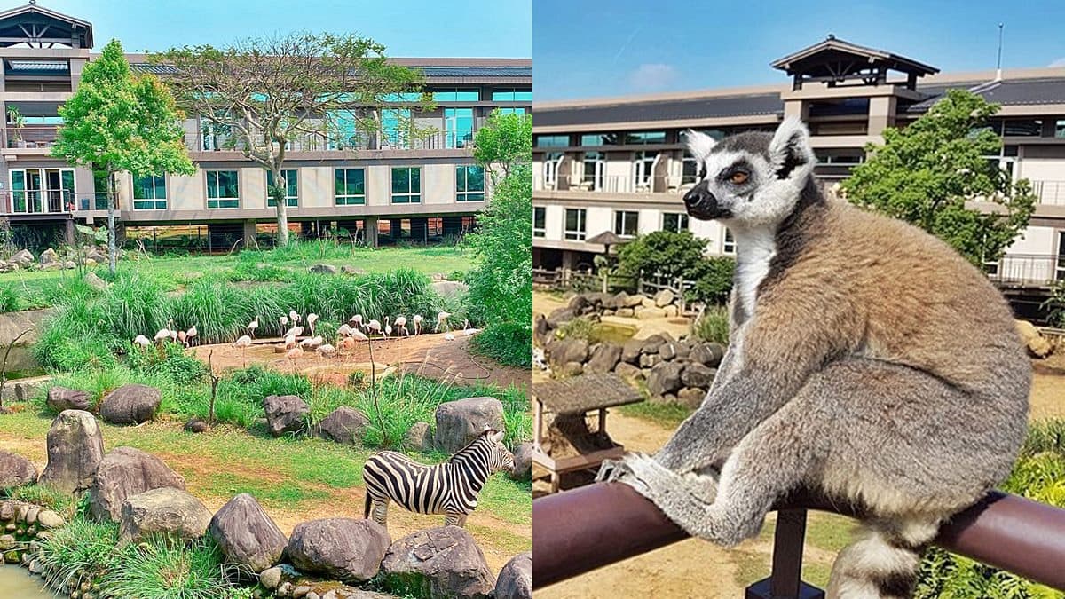 免費玩六福村2天!全台最大動物園飯店限定好康,2主題玩法體驗狐猴、樹蛙