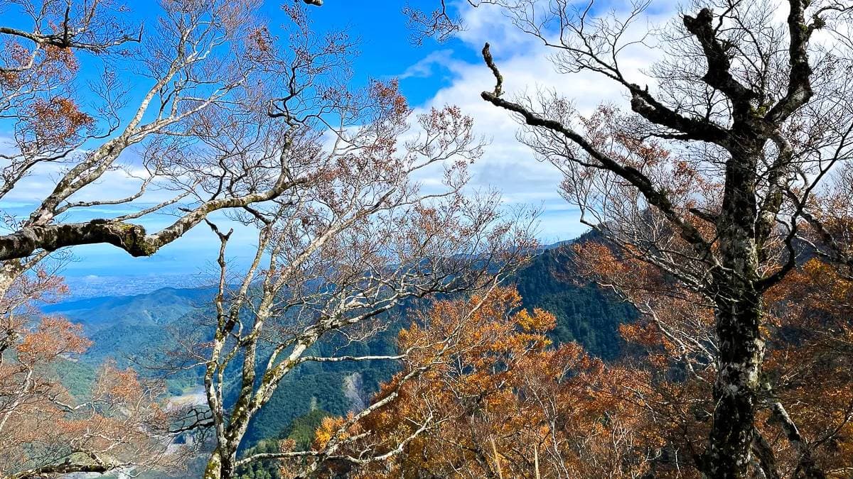 山毛櫸是冰河時期孑遺的珍貴植物。（圖片來源：卡夫卡愛旅行）