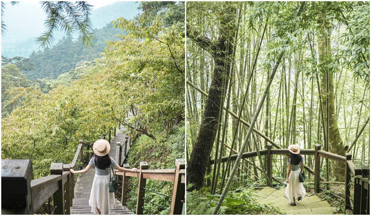 芬多精吸到飽！阿里山５條祕境步道：台版九寨溝、賞絕美雲海、壯觀蝙蝠洞
