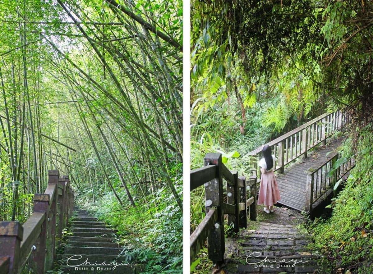 芬多精吸到飽！阿里山５條祕境步道：台版九寨溝、賞絕美雲海、壯觀蝙蝠洞