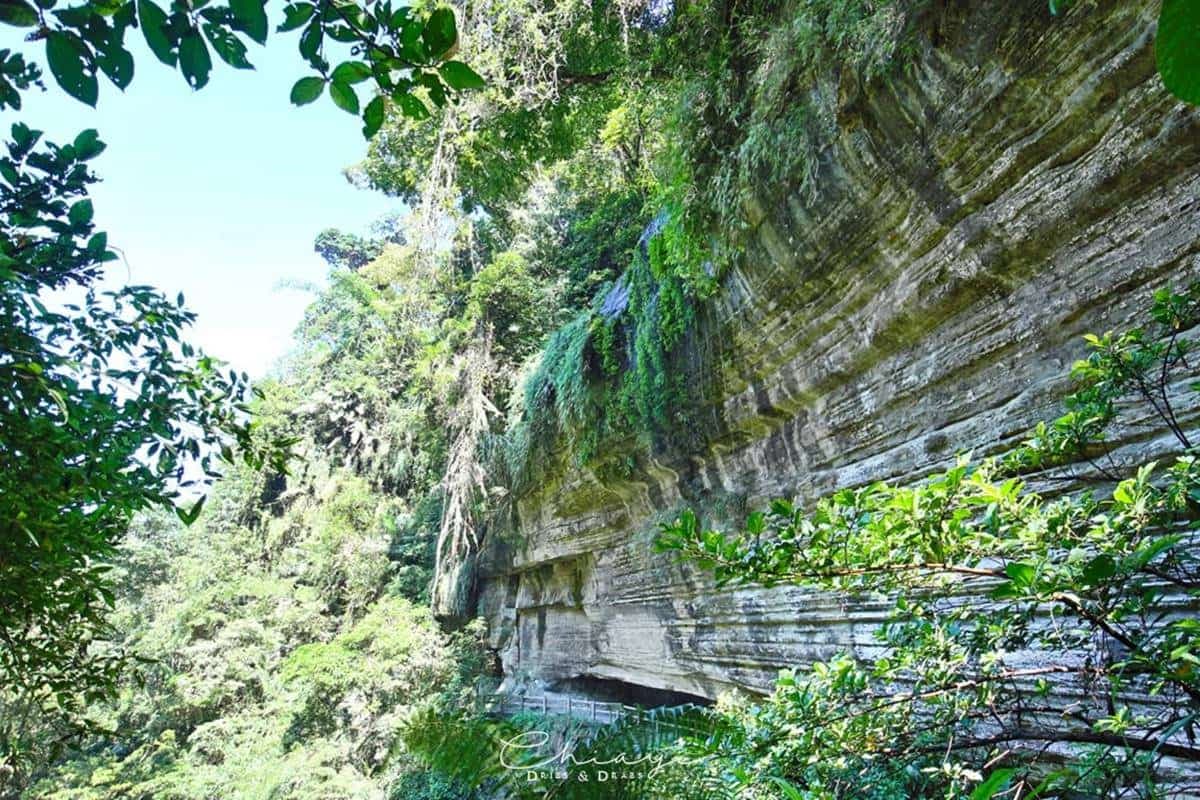 芬多精吸到飽！阿里山５條祕境步道：台版九寨溝、賞絕美雲海、壯觀蝙蝠洞