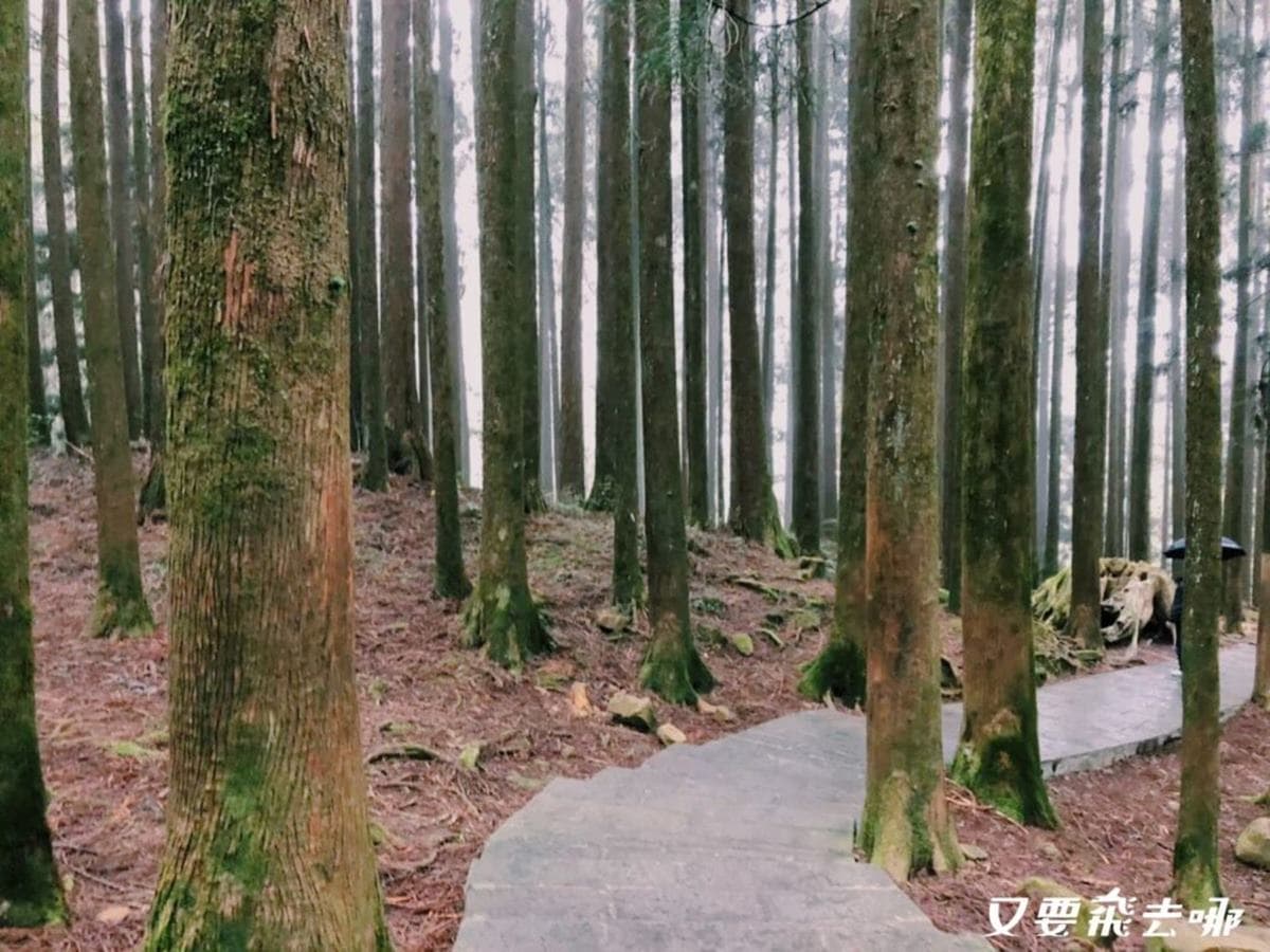 芬多精吸到飽！阿里山５條祕境步道：台版九寨溝、賞絕美雲海、壯觀蝙蝠洞