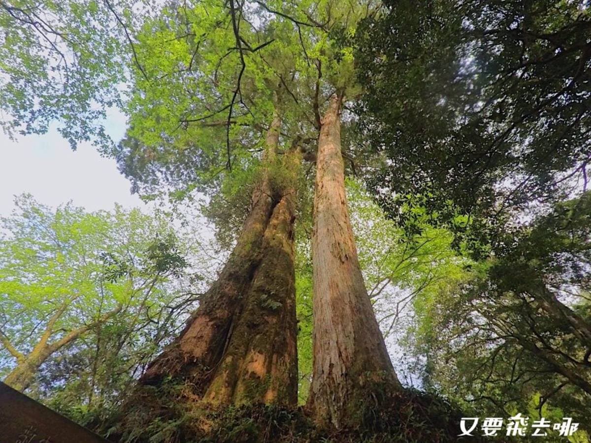 芬多精吸到飽！阿里山５條祕境步道：台版九寨溝、賞絕美雲海、壯觀蝙蝠洞
