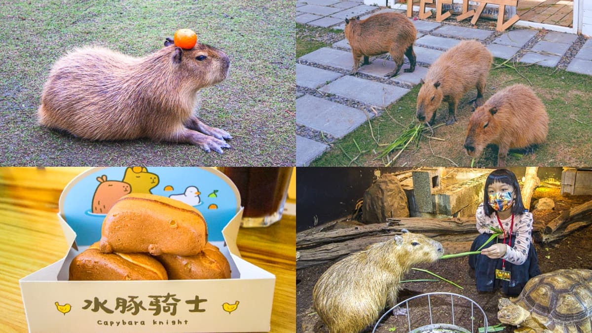 最萌生物出沒全台！５處水豚君景點快衝：近距離互動、造型雞蛋糕、水豚店長