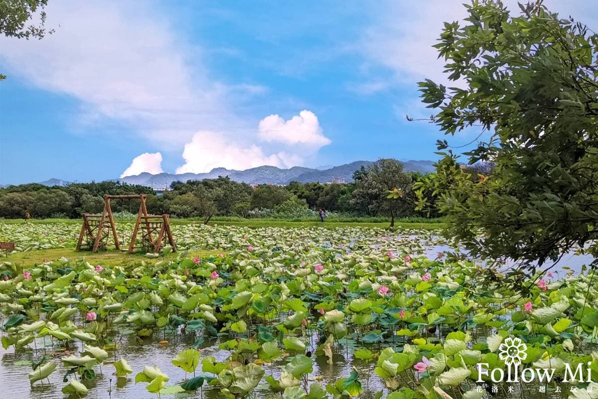 花仙子免費拍到飽!樹林「賞荷祕境」重新再開放,打卡漂流木鞦韆、藝術裝置 花仙子免費拍到飽!樹林「賞荷祕境」重新再開放,打卡漂流木鞦韆、藝術裝置