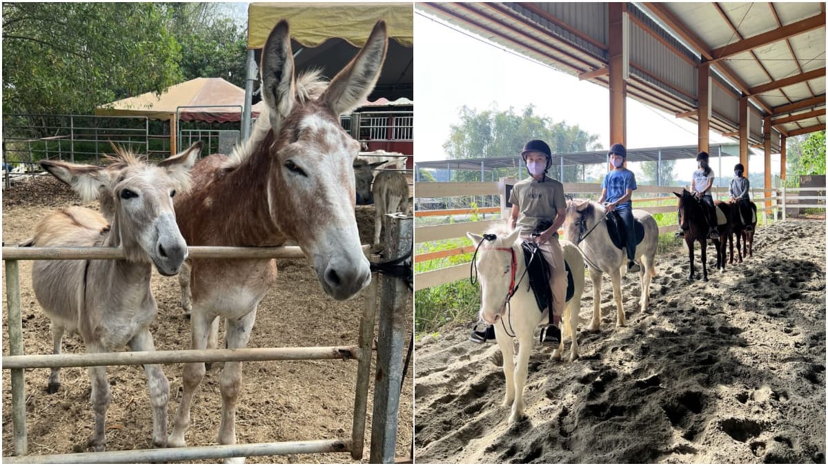 免門票「小型動物園」!近距離餵食迷你馬、羊駝,加碼小朋友最愛騎馬體驗