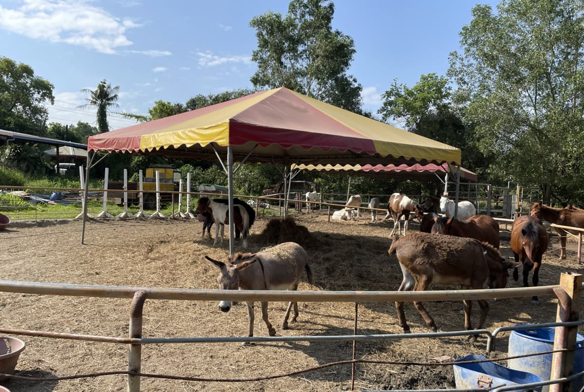 免門票「小型動物園」!近距離餵食迷你馬、羊駝,加碼小朋友最愛騎馬體驗 免門票「小型動物園」!近距離餵食迷你馬、羊駝,加碼小朋友最愛騎馬體驗