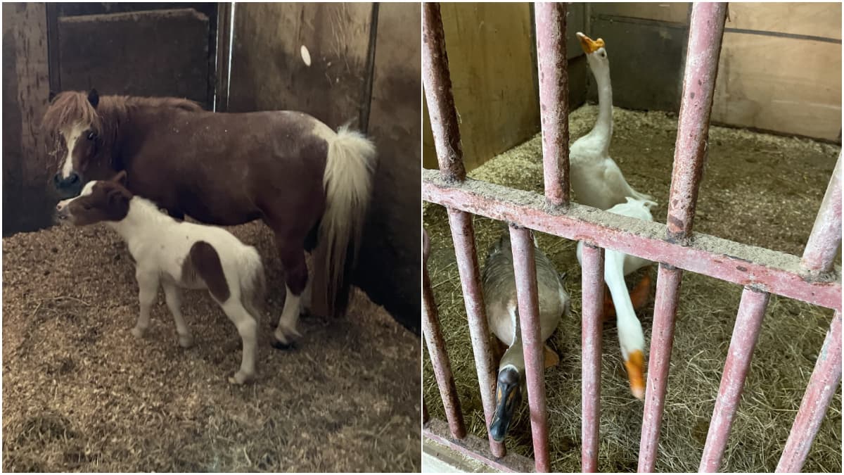 免門票「小型動物園」!近距離餵食迷你馬、羊駝,加碼小朋友最愛騎馬體驗 免門票「小型動物園」!近距離餵食迷你馬、羊駝,加碼小朋友最愛騎馬體驗